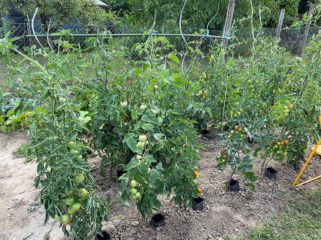 2023 07 20 Garten Tomaten